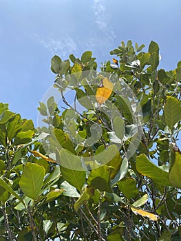jackfruit tree branches and nature