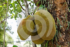 Jackfruit in the tree close-up Photography