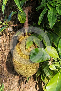 Jackfruit tree