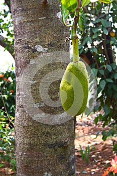 Jackfruit Tree with Fruit photo