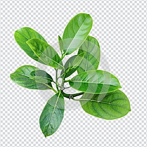 jackfruit tree green leaves fresh growth ecology orange png foliage eco tropical rain