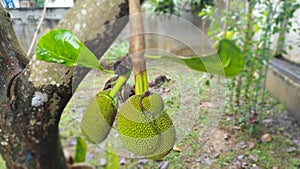 jackfruit on a tree that grows in front of the office, the fruit tastes sweet and fresh, very suitable for eating during the day