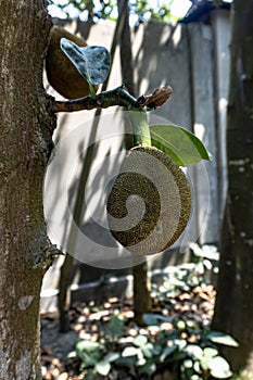 Jackfruit tree with hanging young Jackfruits. This fruits scientific name is Artocarpus heterophyllus