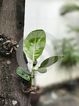 Jackfruit tree has new branch.