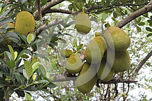 Jackfruit tree