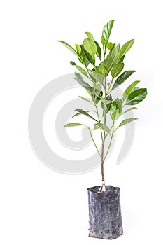 Jackfruit tree isolated on white background