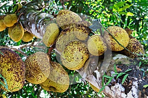 jackfruit tree
