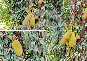 Jackfruit Tree