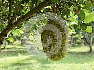 Jackfruit Tree Kanoon