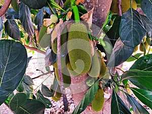 Jackfruit Tree, A lot of jackfruit