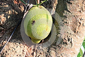 jackfruit tree (?) in luang prabang (laos)