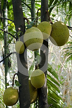 Jackfruit tree in Minneriya, Sri Lanka