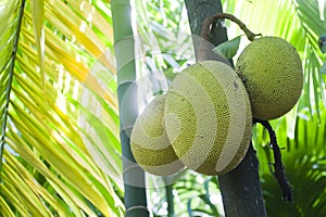 Jackfruit tree in Minneriya, Sri Lanka