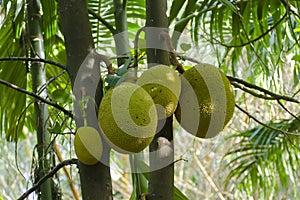 Jackfruit tree in Minneriya, Sri Lanka photo