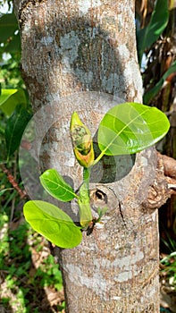 jackfruit tree with natural light green leaves