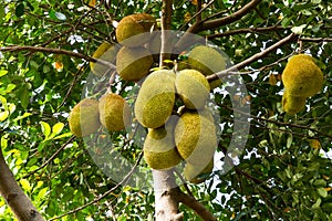 Jackfruit tree.