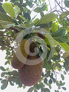 Jackfruit tree or Pohon Nangka name Indonesia.