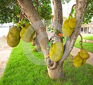 Jackfruit Tree, tropical fruit on tree in nature