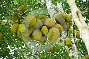 Jackfruit Tree and young Jackfruits