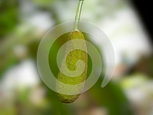 Jackfruit Tree and young Jackfruits