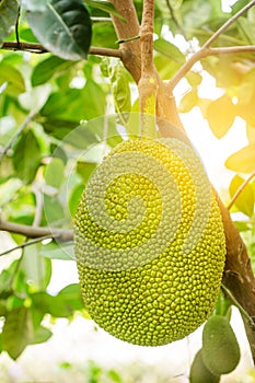 Jackfruit Tree and young Jackfruits