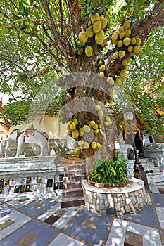 Jackfruit treei, Thailand