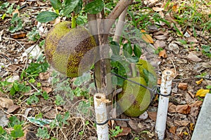 Jackfruit trees in garden.
