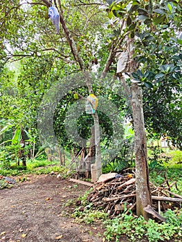 Jackfruit trees in indonesia