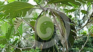 Jackfruit trees (Samparo), Jackfruit are hanging from a branch