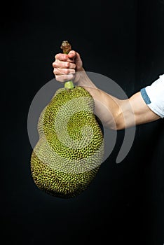 jackfruit tropical fruit man holds it in his hand on a black background.