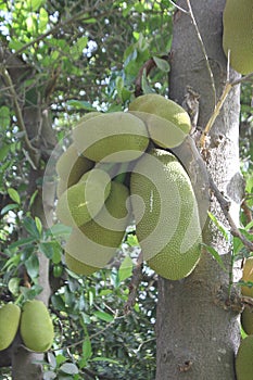 Jackfruit a tropical fruits hanging on the tree.