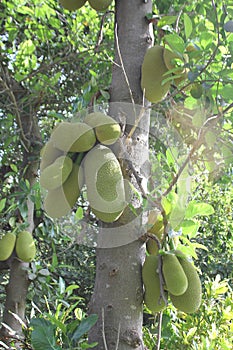 Jackfruit a tropical fruits hanging on the tree.