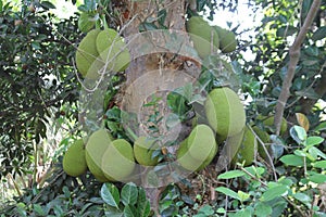 Jackfruit a tropical fruits hanging on the tree.