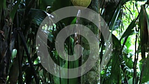 Jackfruit in Vallee de Mai Nature Reserve