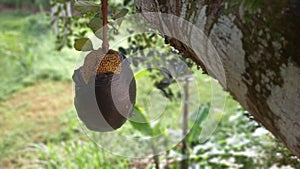 THE JACKFRUIT WRAPPED IN A BLACK PLASTIC BAG ON THE TREE