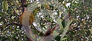 Jackfruit in the yard