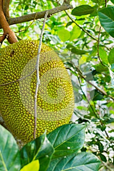 Jackfruits on the branch