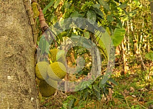 jackfruits growing on a tree