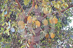 Jackfruits hanging on Jack Tree - Artocarpus Heterophyllus