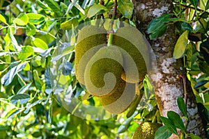 Jackfruits hanging on jackfruit tree