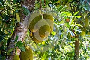 Jackfruits hanging on jackfruit tree