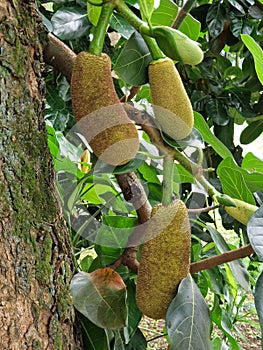 Jackfruits hanging on a tree