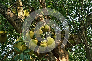 Jackfruits on the jackfruit tree