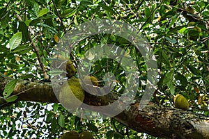 Jackfruits on the jackfruit tree