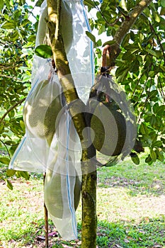 Jackfruits in packets