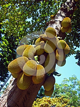 Jackfruits on tree, Artocarpus heterophyllus, Rio
