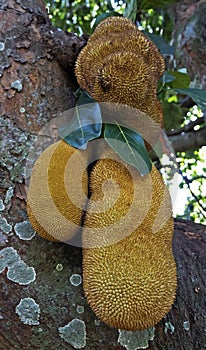 Jackfruits on tree, Artocarpus heterophyllus, in tropical garden