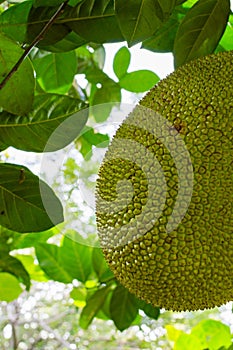 Jackfruits on a tree