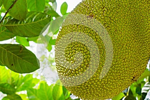 Jackfruits on the tree