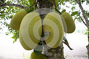 Jackfruits on a tree in the orchard. Ripe jackfruit on the tree